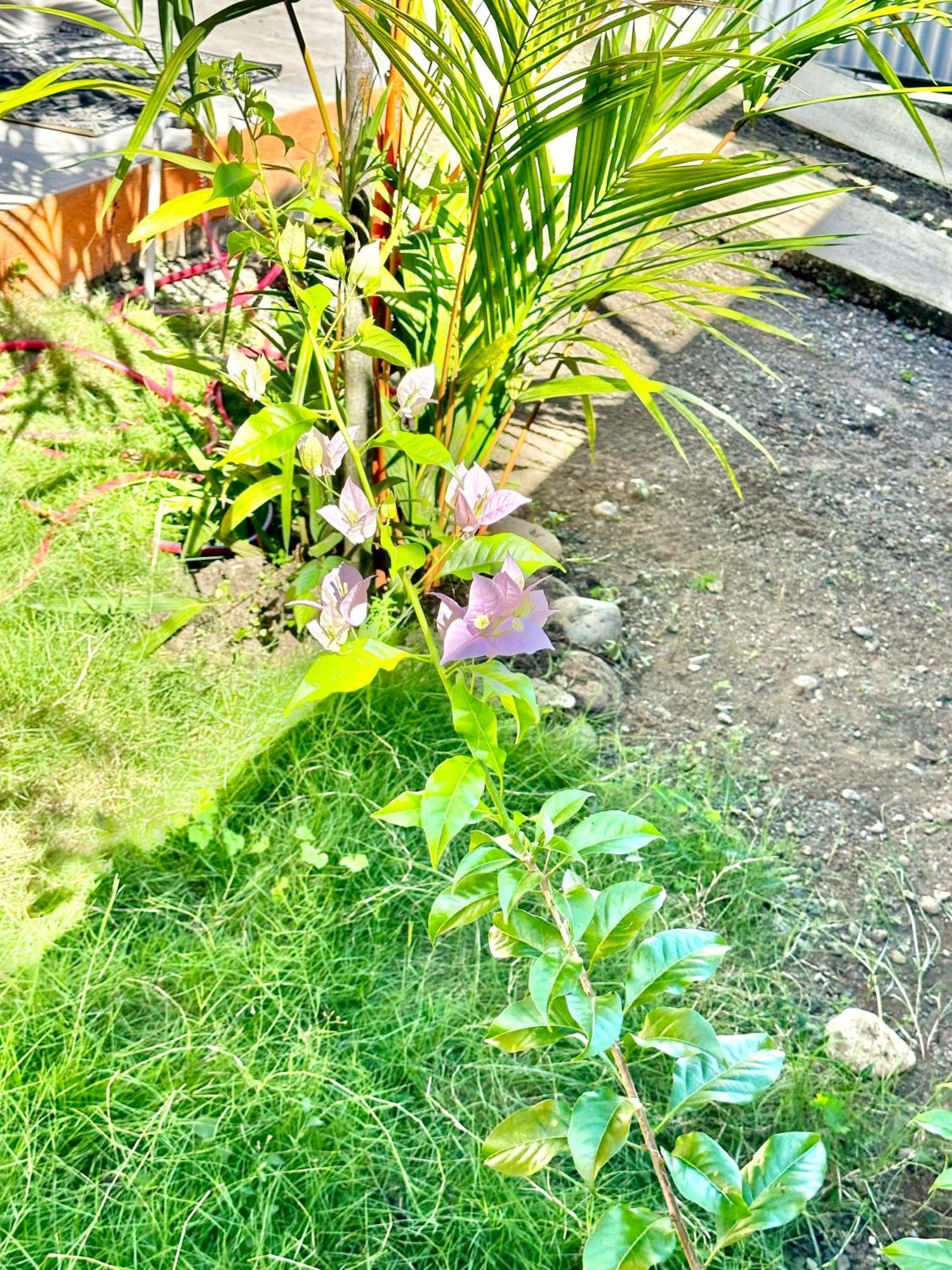 Casa Paraiso Tropical Parrita Εξωτερικό φωτογραφία