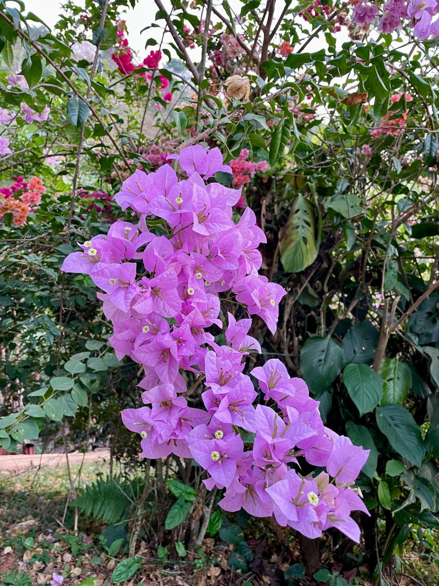 Casa Paraiso Tropical Parrita Εξωτερικό φωτογραφία